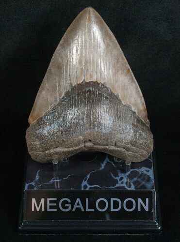 Great Megalodon Tooth - Ashepoo River, GA #5197